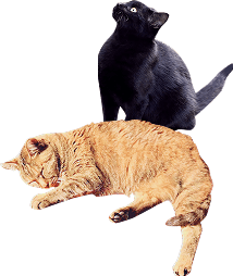 猫2匹