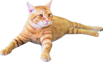 茶猫